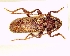 ( - BC-PNEF-PSFOR0754)  @11 [ ] Copyright (2017) Rodolphe Rougerie Museum National d'Histoire Naturelle