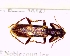  (Opilo orocastaneus - BC-PNEF-PSFOR0788)  @12 [ ] Copyright (2017) Rodolphe Rougerie Museum National d'Histoire Naturelle