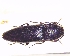  (Melanotus villosus var. aspericollis - BC-PNEF-PSFOR0909)  @14 [ ] Copyright (2017) Rodolphe Rougerie Museum National d'Histoire Naturelle