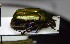  ( - BC-PNEF-PSFOR1133)  @13 [ ] Copyright (2017) Rodolphe Rougerie Museum National d'Histoire Naturelle