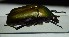  ( - BC-PNEF-PSFOR1134)  @12 [ ] Copyright (2017) Rodolphe Rougerie Museum National d'Histoire Naturelle