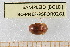  ( - BC-PNEF-PSFOR0261)  @12 [ ] Copyright (2013) Thierry Noblecourt Laboratoire National d'Entomologie Forestière, Quillan, France