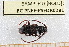  ( - BC-PNEF-PSFOR0281)  @11 [ ] Copyright (2013) Thierry Noblecourt Laboratoire National d'Entomologie Forestière, Quillan, France