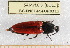  ( - BC-PNEF-PSFOR0311)  @12 [ ] Copyright (2013) Thierry Noblecourt Laboratoire National d'Entomologie Forestière, Quillan, France