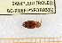  ( - BC-PNEF-PSFOR0332)  @12 [ ] Copyright (2013) Thierry Noblecourt Laboratoire National d'Entomologie Forestière, Quillan, France