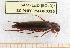  ( - BC-PNEF-PSFOR0335)  @12 [ ] Copyright (2013) Thierry Noblecourt Laboratoire National d'Entomologie Forestière, Quillan, France