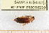  ( - BC-PNEF-PSFOR0339)  @12 [ ] Copyright (2013) Thierry Noblecourt Laboratoire National d'Entomologie Forestière, Quillan, France