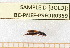  ( - BC-PNEF-PSFOR0359)  @12 [ ] Copyright (2013) Thierry Noblecourt Laboratoire National d'Entomologie Forestière, Quillan, France