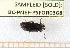  ( - BC-PNEF-PSFOR0368)  @12 [ ] Copyright (2013) Thierry Noblecourt Laboratoire National d'Entomologie Forestière, Quillan, France