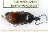  ( - BC-PNEF-PSFOR0370)  @12 [ ] Copyright (2013) Thierry Noblecourt Laboratoire National d'Entomologie Forestière, Quillan, France