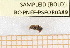  ( - BC-PNEF-PSFOR0389)  @12 [ ] Copyright (2013) Thierry Noblecourt Laboratoire National d'Entomologie Forestière, Quillan, France