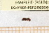  ( - BC-PNEF-PSFOR0390)  @11 [ ] Copyright (2013) Thierry Noblecourt Laboratoire National d'Entomologie Forestière, Quillan, France