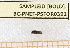  ( - BC-PNEF-PSFOR0391)  @11 [ ] Copyright (2013) Thierry Noblecourt Laboratoire National d'Entomologie Forestière, Quillan, France