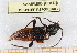  ( - BC-PNEF-PSFOR0401)  @12 [ ] Copyright (2013) Thierry Noblecourt Laboratoire National d'Entomologie Forestière, Quillan, France