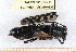  ( - BC-PNEF-PSFOR0405)  @12 [ ] Copyright (2013) Thierry Noblecourt Laboratoire National d'Entomologie Forestière, Quillan, France