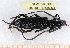  ( - BC-PNEF-PSFOR0411)  @12 [ ] Copyright (2013) Thierry Noblecourt Laboratoire National d'Entomologie Forestière, Quillan, France