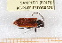  ( - BC-PNEF-PSFOR0421)  @12 [ ] Copyright (2013) Thierry Noblecourt Laboratoire National d'Entomologie Forestière, Quillan, France