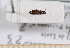  ( - BC-PNEF-PSFOR0447)  @11 [ ] Copyright (2013) Thierry Noblecourt Laboratoire National d'Entomologie Forestière, Quillan, France