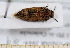  (Acmaeodera pilosellae - BC-PNEF-PSFOR0450)  @12 [ ] Copyright (2013) Thierry Noblecourt Laboratoire National d'Entomologie Forestière, Quillan, France