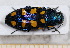  (Buprestis octoguttata - BC-PNEF-PSFOR0459)  @13 [ ] Copyright (2013) Thierry Noblecourt Laboratoire National d'Entomologie Forestière, Quillan, France