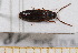  ( - BC-PNEF-PSFOR0468)  @11 [ ] Copyright (2013) Thierry Noblecourt Laboratoire National d'Entomologie Forestière, Quillan, France