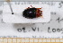  (Triplax lepida - BC-PNEF-PSFOR0478)  @11 [ ] Copyright (2013) Thierry Noblecourt Laboratoire National d'Entomologie Forestière, Quillan, France