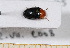  ( - BC-PNEF-PSFOR0480)  @11 [ ] Copyright (2013) Thierry Noblecourt Laboratoire National d'Entomologie Forestière, Quillan, France