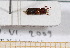  ( - BC-PNEF-PSFOR0489)  @11 [ ] Copyright (2013) Thierry Noblecourt Laboratoire National d'Entomologie Forestière, Quillan, France