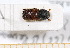  (Sinoxylon muricatum - BC-PNEF-PSFOR0491)  @12 [ ] Copyright (2013) Thierry Noblecourt Laboratoire National d'Entomologie Forestière, Quillan, France