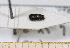  ( - BC-PNEF-PSFOR0498)  @11 [ ] Copyright (2013) Thierry Noblecourt Laboratoire National d'Entomologie Forestière, Quillan, France