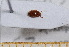  ( - BC-PNEF-PSFOR0509)  @11 [ ] Copyright (2013) Thierry Noblecourt Laboratoire National d'Entomologie Forestière, Quillan, France
