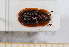  ( - BC-PNEF-PSFOR0520)  @11 [ ] Copyright (2013) Thierry Noblecourt Laboratoire National d'Entomologie Forestière, Quillan, France