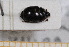  ( - BC-PNEF-PSFOR0522)  @11 [ ] Copyright (2013) Thierry Noblecourt Laboratoire National d'Entomologie Forestière, Quillan, France