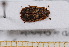  ( - BC-PNEF-PSFOR0525)  @11 [ ] Copyright (2013) Thierry Noblecourt Laboratoire National d'Entomologie Forestière, Quillan, France