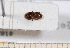  ( - BC-PNEF-PSFOR0554)  @11 [ ] Copyright (2013) Thierry Noblecourt Laboratoire National d'Entomologie Forestière, Quillan, France