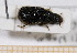  ( - BC-PNEF-PSFOR0581)  @11 [ ] Copyright (2013) Thierry Noblecourt Laboratoire National d'Entomologie Forestière, Quillan, France