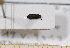  ( - BC-PNEF-PSFOR0582)  @11 [ ] Copyright (2013) Thierry Noblecourt Laboratoire National d'Entomologie Forestière, Quillan, France