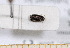  ( - BC-PNEF-PSFOR0590)  @11 [ ] Copyright (2013) Thierry Noblecourt Laboratoire National d'Entomologie Forestière, Quillan, France