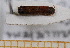  (Treptoplatypus oxyurus - BC-PNEF-PSFOR0594)  @11 [ ] Copyright (2013) Thierry Noblecourt Laboratoire National d'Entomologie Forestière, Quillan, France