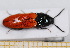  ( - BC-PNEF-PSFOR0598)  @13 [ ] Copyright (2013) Thierry Noblecourt Laboratoire National d'Entomologie Forestière, Quillan, France