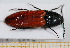  ( - BC-PNEF-PSFOR0608)  @13 [ ] Copyright (2013) Thierry Noblecourt Laboratoire National d'Entomologie Forestière, Quillan, France