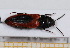  ( - BC-PNEF-PSFOR0609)  @11 [ ] Copyright (2013) Thierry Noblecourt Laboratoire National d'Entomologie Forestière, Quillan, France