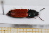  (Ampedus praeustus - BC-PNEF-PSFOR0612)  @13 [ ] Copyright (2013) Thierry Noblecourt Laboratoire National d'Entomologie Forestière, Quillan, France