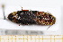  (Lacon querceus - BC-PNEF-PSFOR0633)  @14 [ ] Copyright (2013) Thierry Noblecourt Laboratoire National d'Entomologie Forestière, Quillan, France