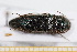  (Melanotus crassicollis - BC-PNEF-PSFOR0641)  @13 [ ] Copyright (2013) Thierry Noblecourt Laboratoire National d'Entomologie Forestière, Quillan, France