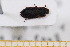  ( - BC-PNEF-PSFOR0667)  @11 [ ] Copyright (2013) Thierry Noblecourt Laboratoire National d'Entomologie Forestière, Quillan, France