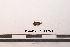  ( - PASSIFOR-NM13-003)  @11 [ ] Copyright (2014) Nicolas Moulin Nicolas Moulin Entomologiste