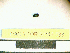  ( - PASSIFOR-NM13-033)  @12 [ ] Copyright (2014) Nicolas Moulin Nicolas Moulin Entomologiste