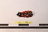  ( - PASSIFOR-NM13-077)  @12 [ ] Copyright (2014) Nicolas Moulin Nicolas Moulin Entomologiste
