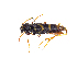  (Clytus arietis - BC-PASSIFOR0109)  @14 [ ] Copyright (2014) Benoit Nusillard IRSTEA, Nogent Sur Vernisson